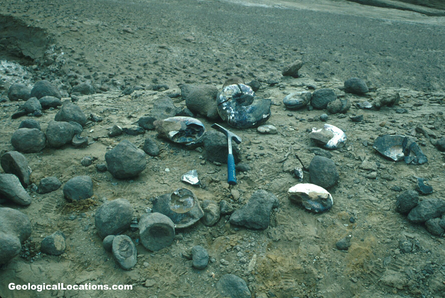 Ammonite "Grave Yard"