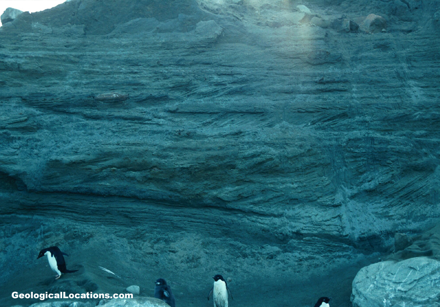 Cross-Bedding and Penguins